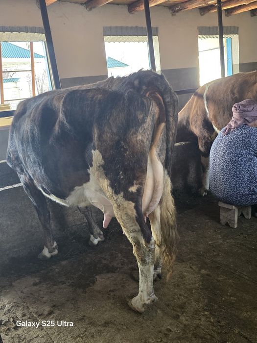 Корова с теленком