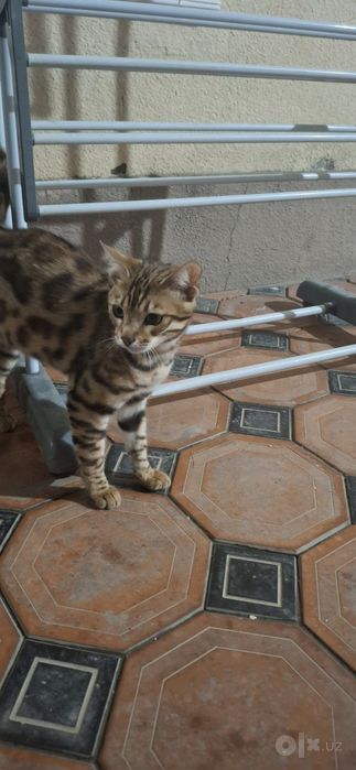 Хадия Bengal mushuk ogil soglom