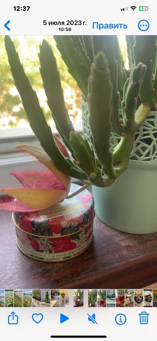 Цветок домашний Стапелия