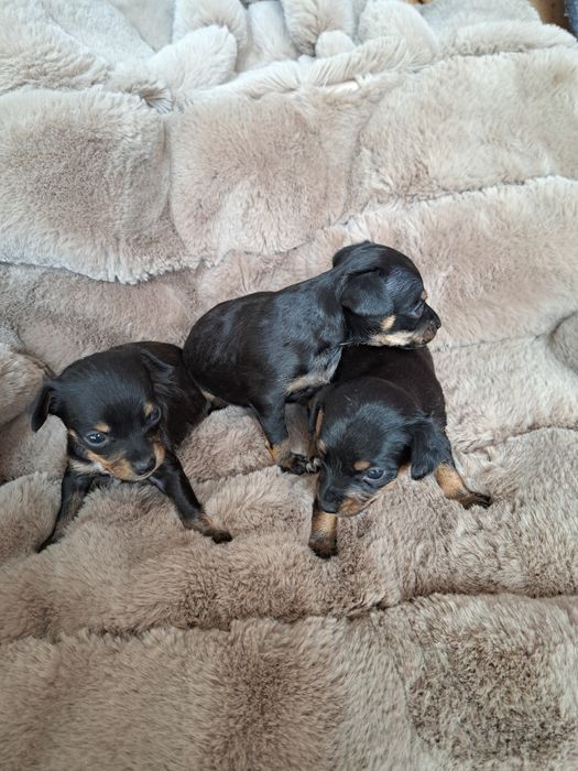 Продам мини той терьера