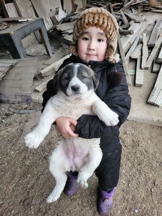 Продам Тобет щеноков девочки