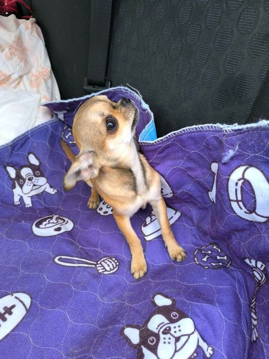 Чихуахуа момче и момиче