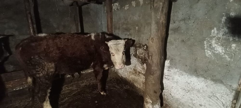 Продам бычка с откорма