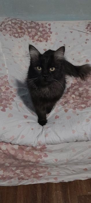 Хадяга мушук бервораман