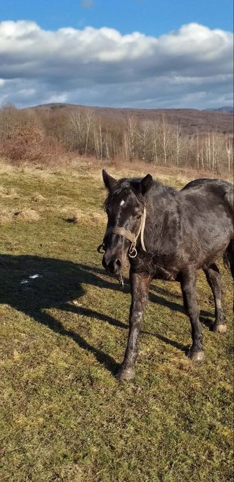 Mânz de 2ani de vânzare