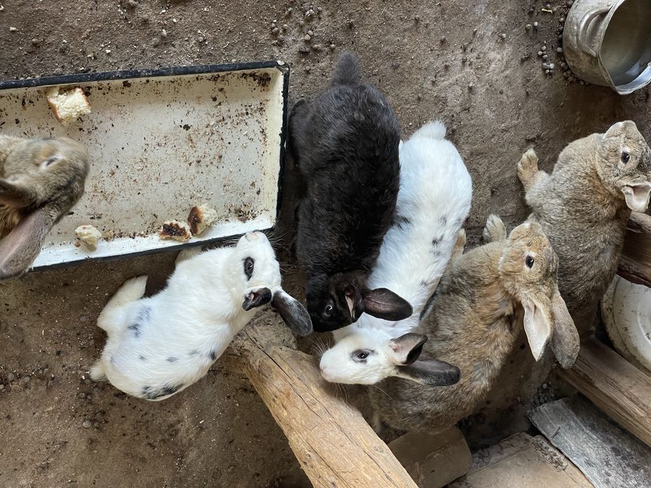 Қоян таза ауру емес