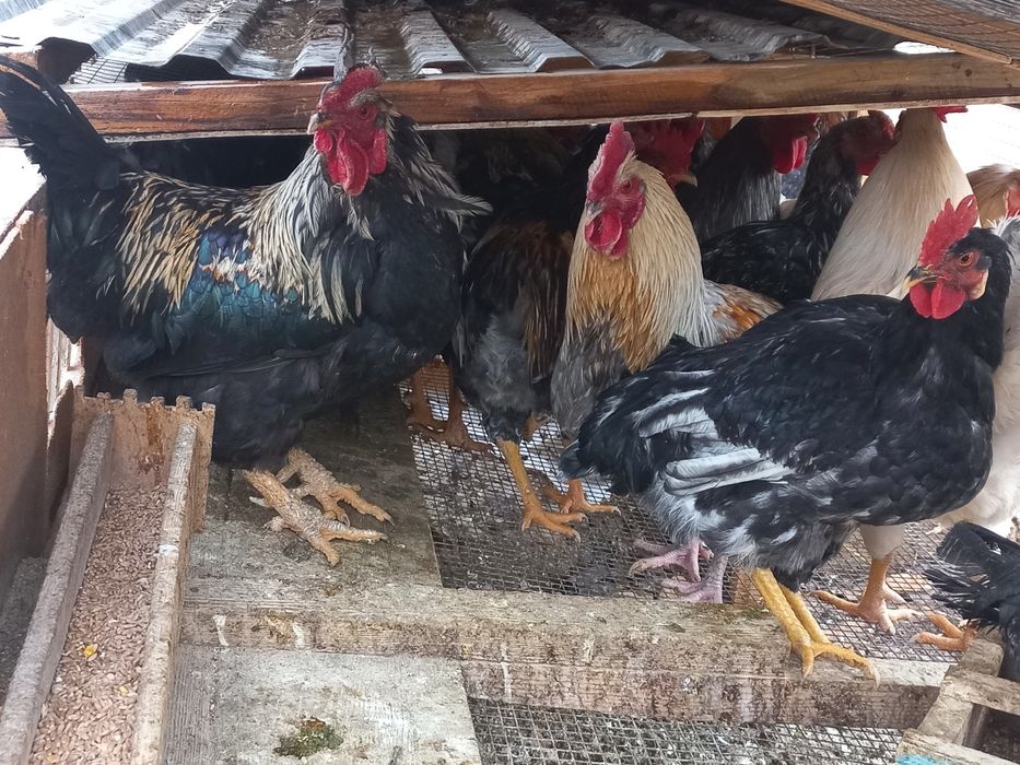 Веб-камера алдында порно видео