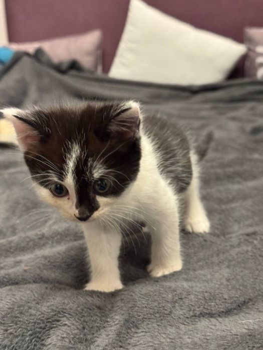 котенок в хорошие руки
