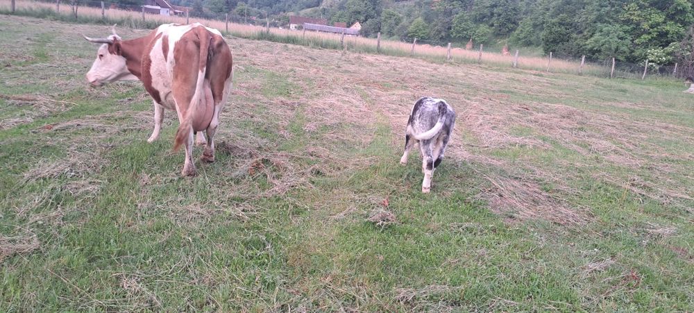 Vand vaca cu vitel