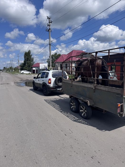 Лошади с табуна и откорма