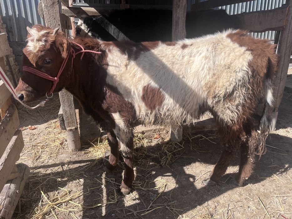 Еки баспак бир жасар