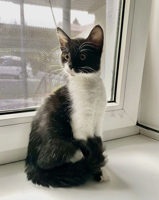 Отдам котёнка мальчика