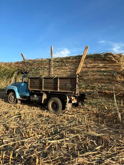 Қамыс бар бауланған.