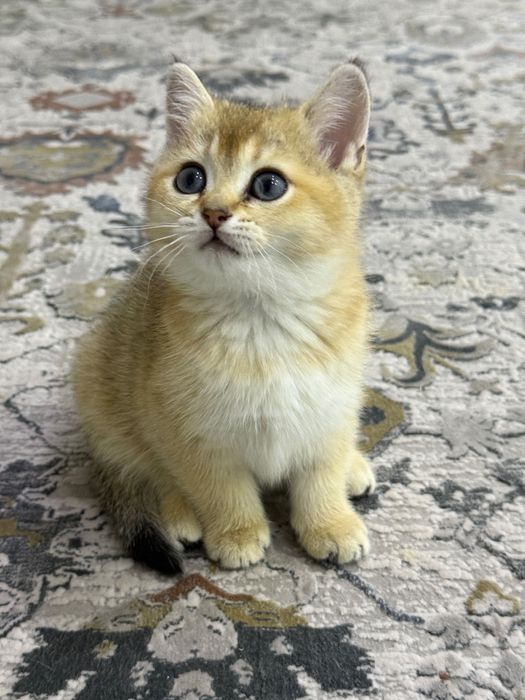 Котята Золотые шиншиллы ищут себе дом