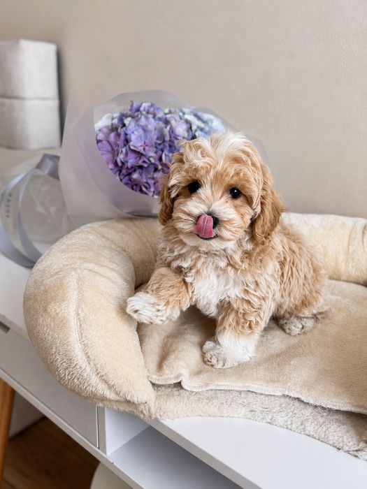 Maltipoo Mini Toy