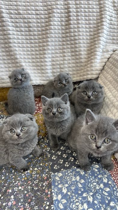 Котета Шотландски Фолд и Котета Британка  Късокосместа