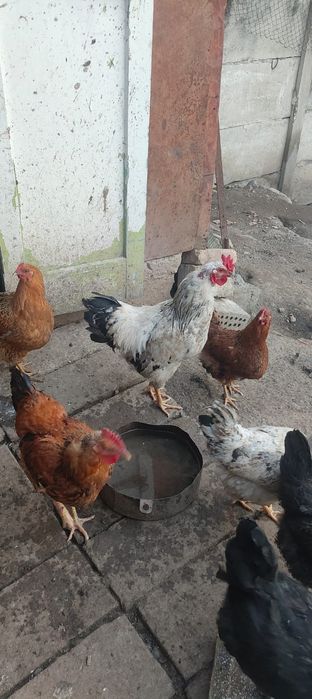 Петух молодой 5 шт