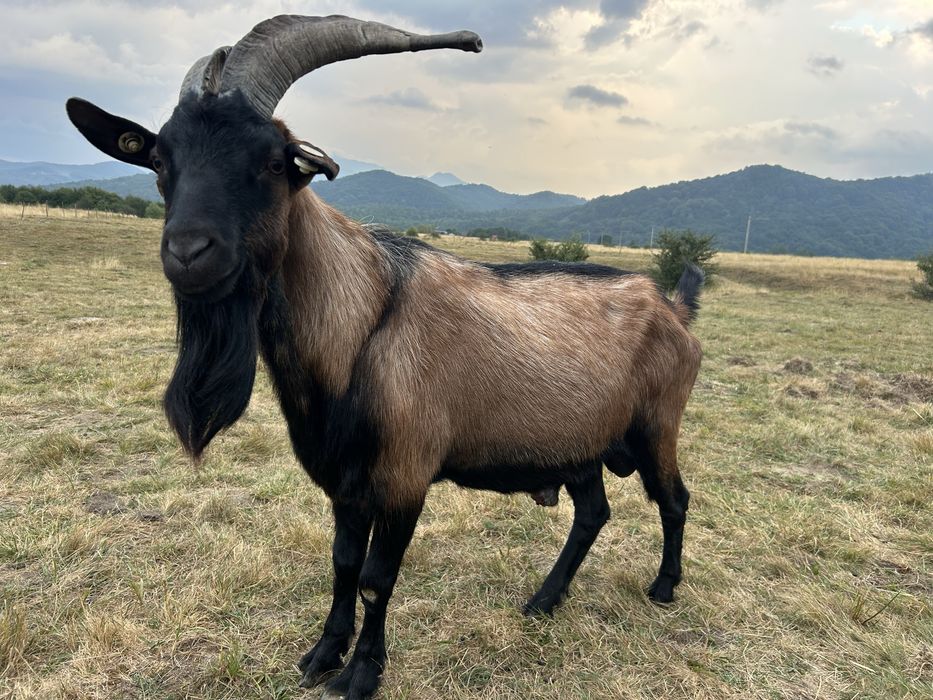 Tap Alpin Francez cu Pedigree