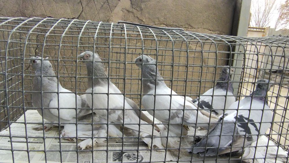 Продам голубей удыи пепельные