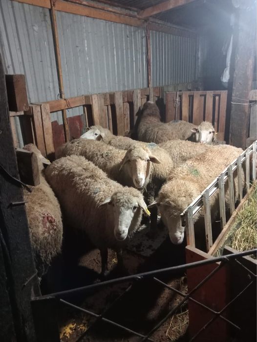 Тоқты меранос сек қойлар сатылады