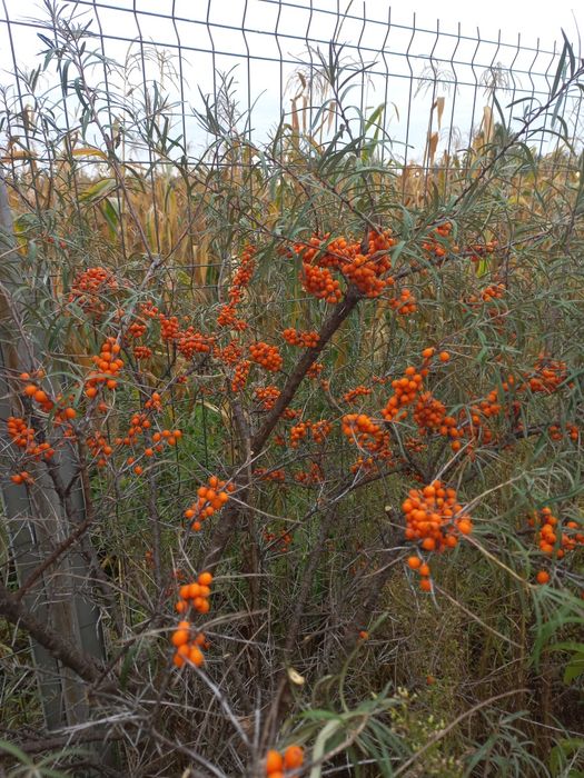 Puiet cătină diferite soiuri