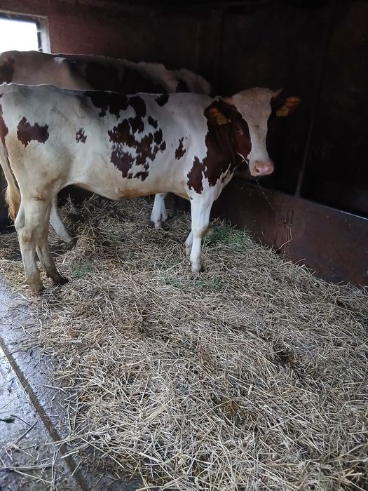 Junininci red holstein 12 luni