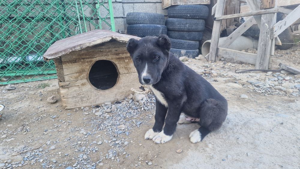 Тобек Күшік сатылады 2.3 аилык