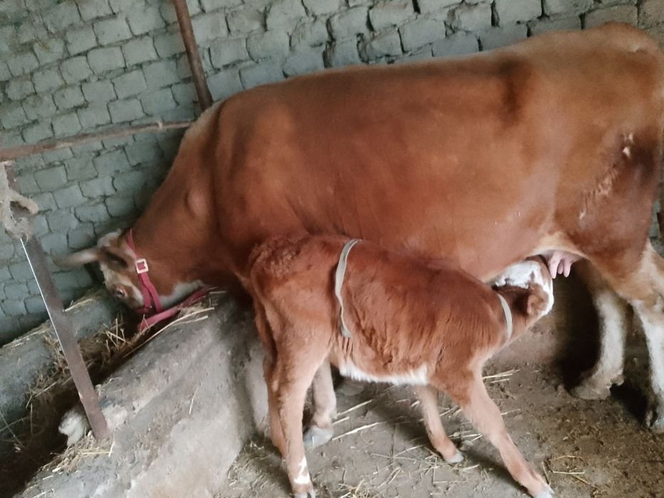 Ona bola sigir sotiladi