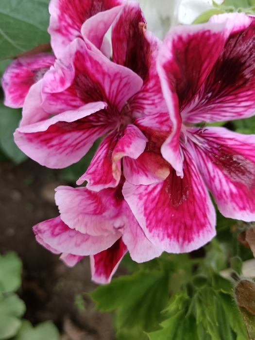 Рассада цветов герани колеусы