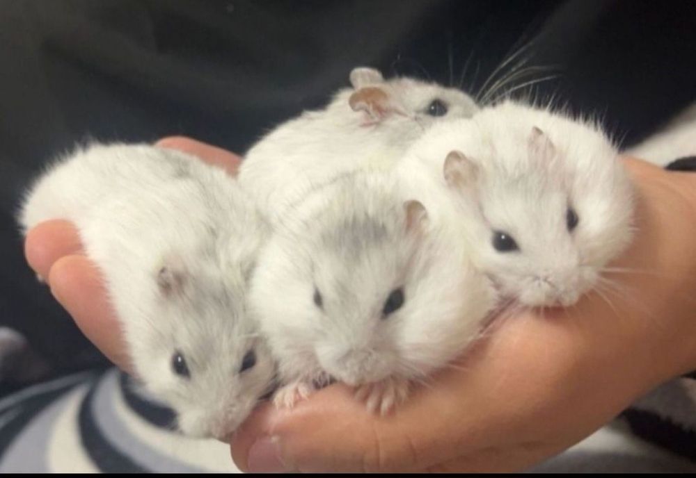 De vânzare cusca pentru hamsteri si hamsteri