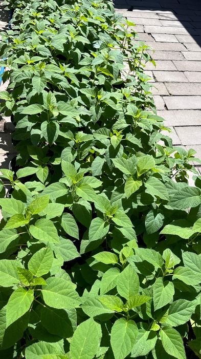 Цветы гортензия саженцы