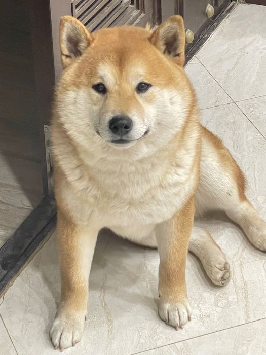 Сиба шикарный кобель на вязку.