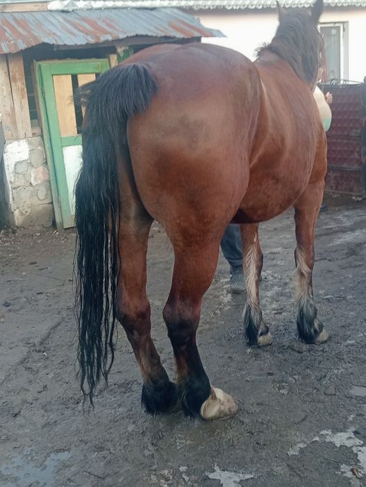 Vând sau schimb iapa semi grea