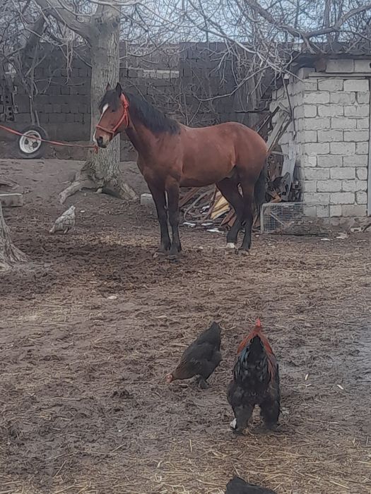 Көкпар ат парымен