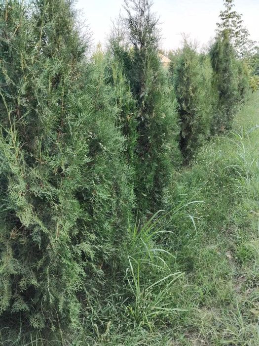 Туя восточный арчалари