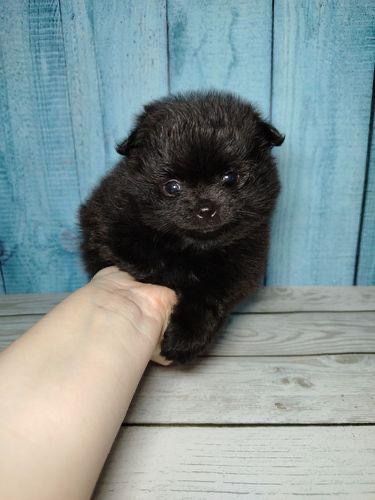 продаются щенки шпицы