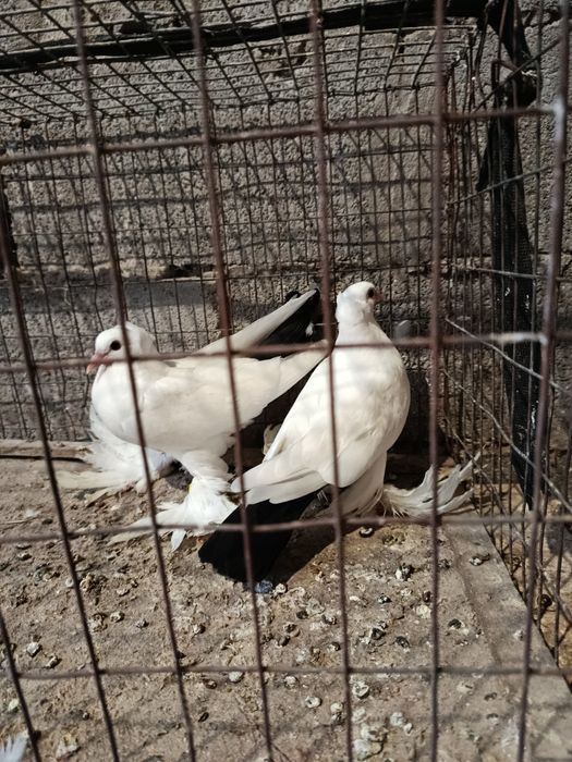 Продам чернохвостых персов