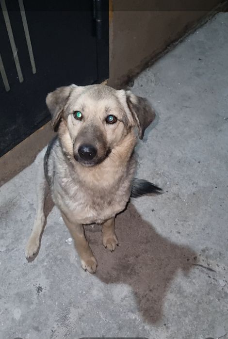 Ника в поисках семьи. Доставлю!