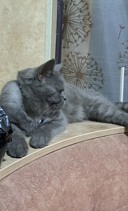 Скотиш страит Мушук сотилади.