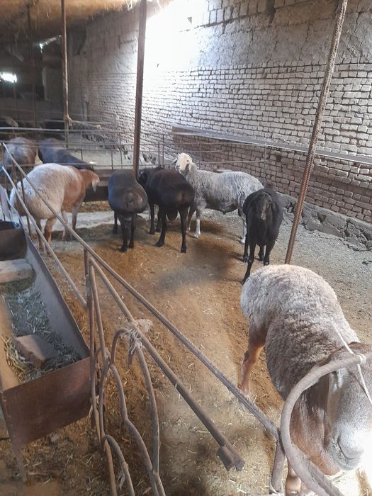 Quchqorlar sotiladi