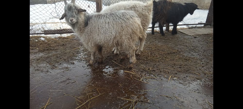 Ангор лактар сатылады .