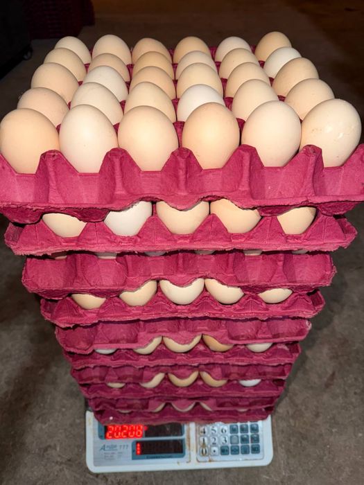 Оптом Тухум товук фабрикадан / Яйца от производителя