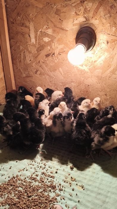 Продам двух суточных Цыплят