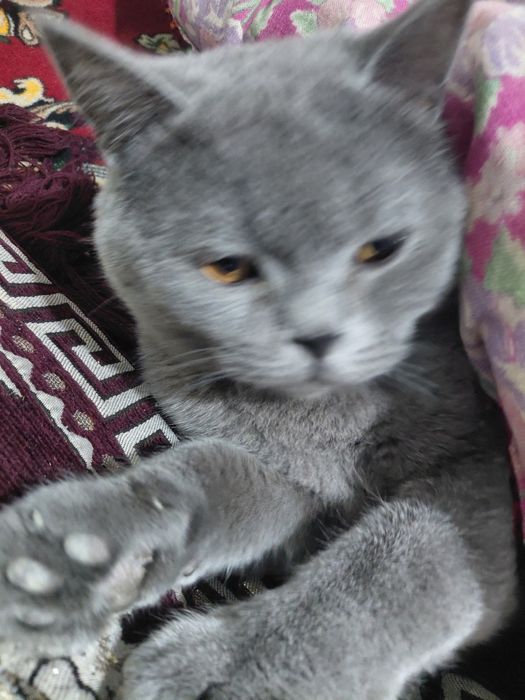 Britanski stray toza 1yosh soglom