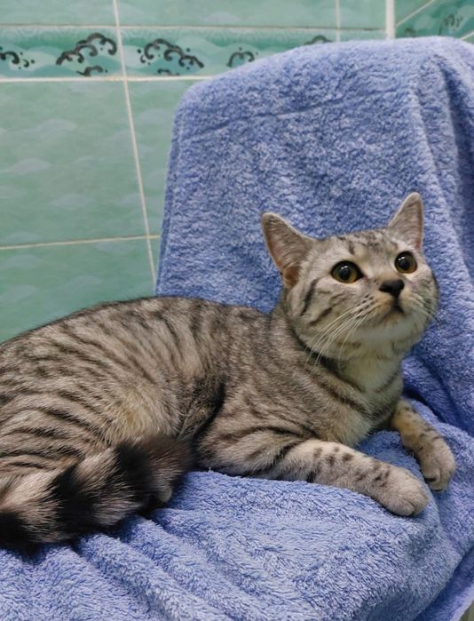 Кот мальчик  до года