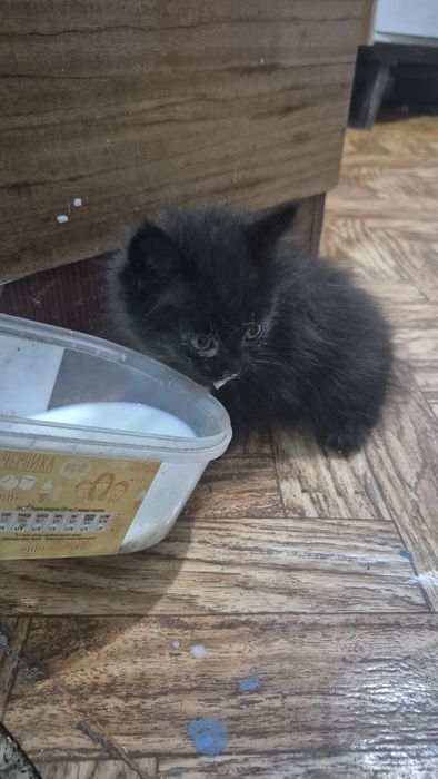 Отдам котенка в добрые руки