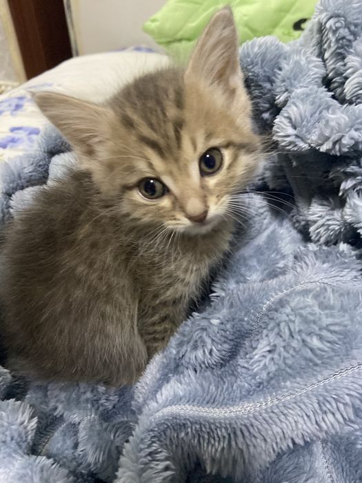 Отдам котят бесплатно