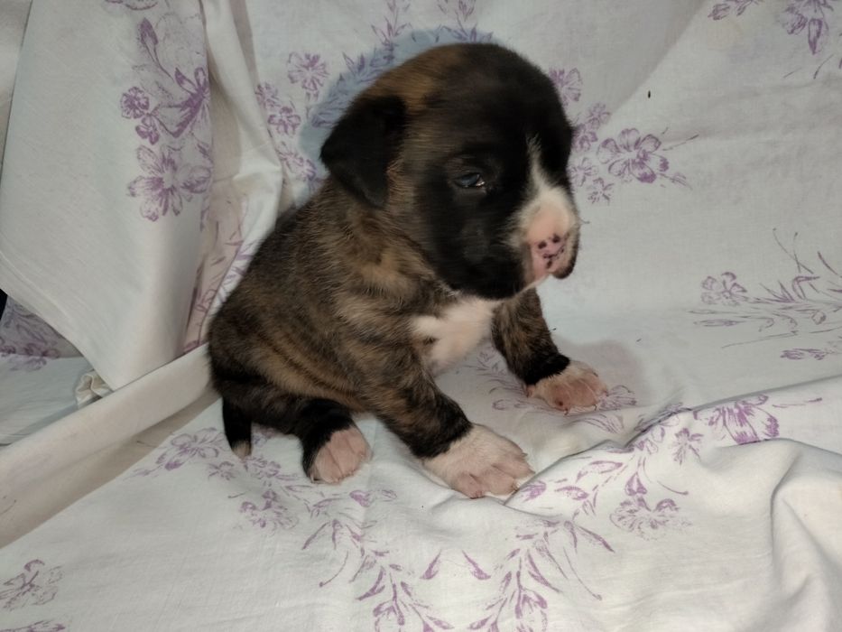 Щенок стаффордширский терьер