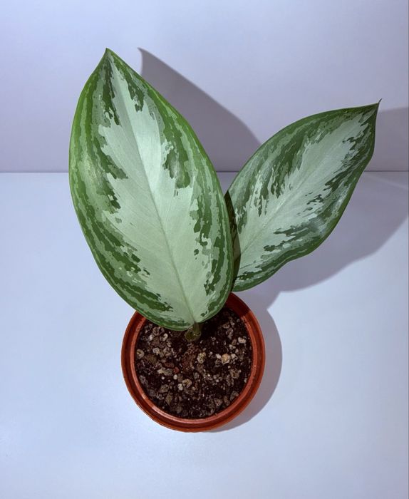 Аглаонема Сильвер Бей, комнатные растения , комнатные цветы