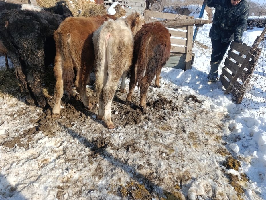 Продам хороший телят